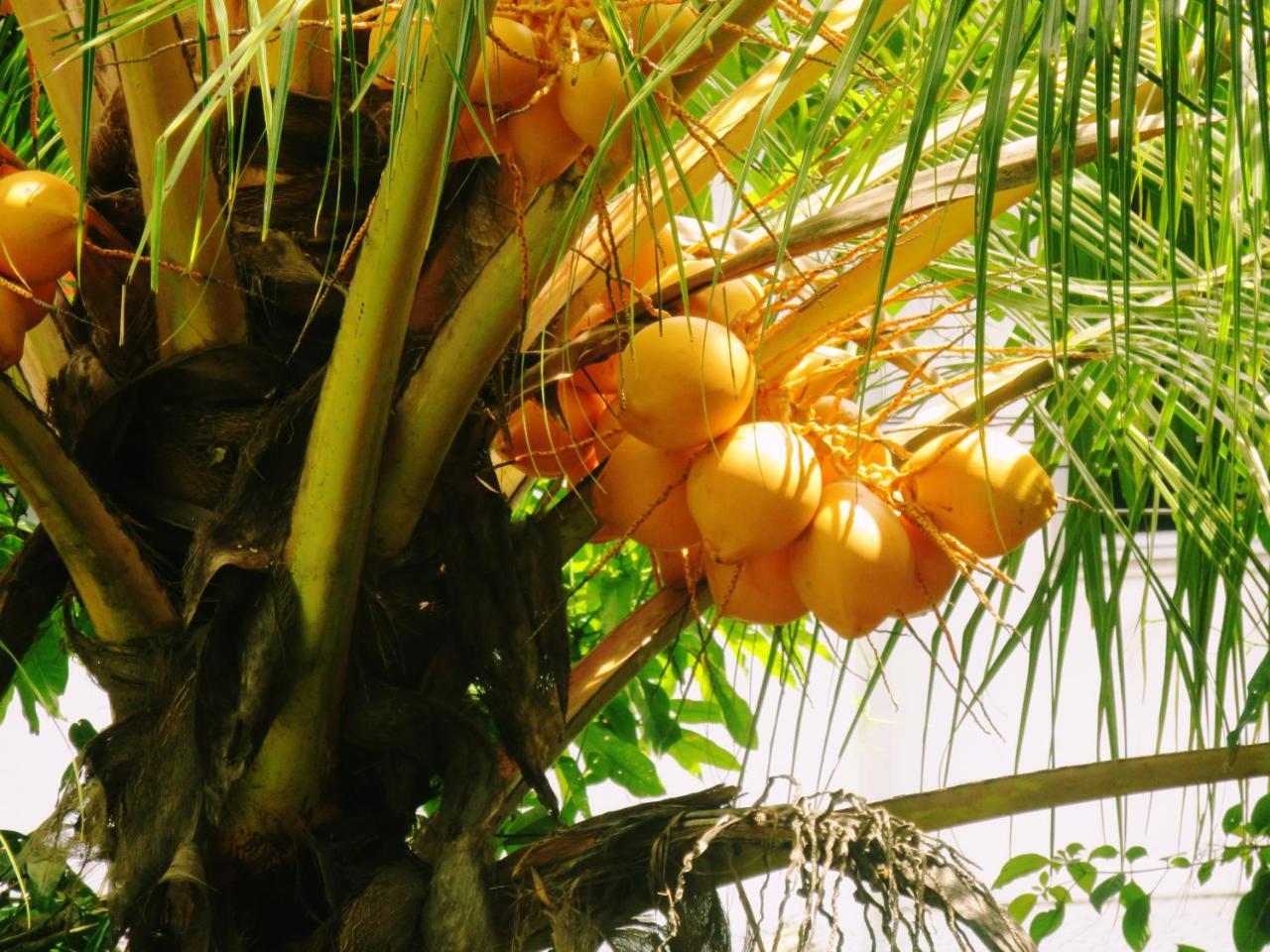 Sea Avenue - Eco Garden Hotel Tangalle Buitenkant foto